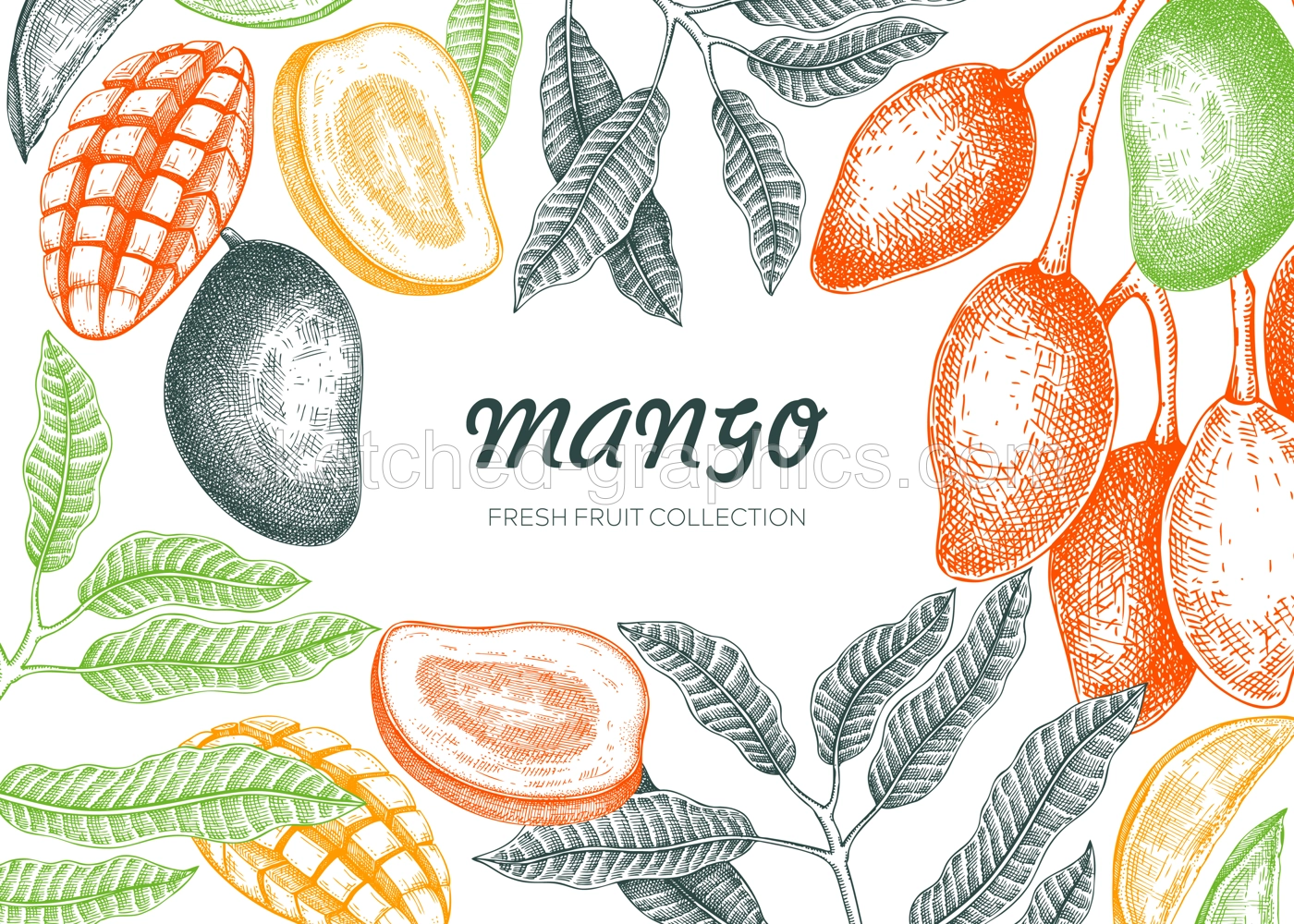 Tropical fruit frame design. Summer background. Mango fruit sketch, hand-drawn vector illustration. Juice packaging, exotic plant banner template. NOT AI generated Illustration